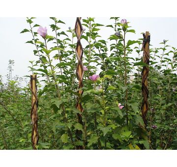 Strend Pro Garden 2210154 Zahradní vrba 160 cm, proutí, podpěra pro rostliny