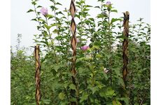 Strend Pro Garden 2210148 Zahradní vrba 190 cm, proutí, podpěra pro rostliny